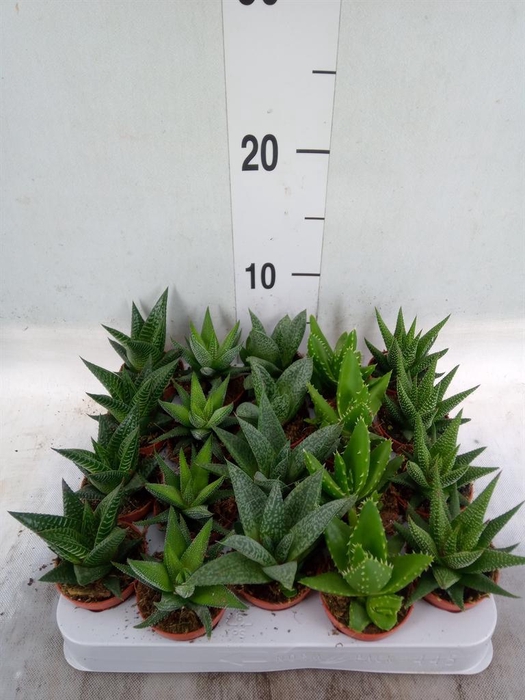 Aloe   ...mix