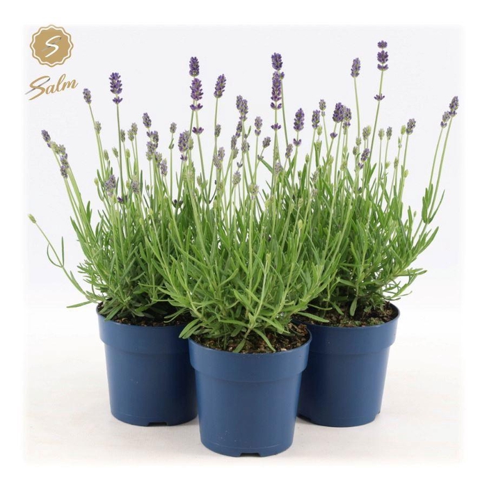 <h4>Lavandula ang. 'Felice'® Collection P12</h4>