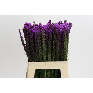 Liatris Callilepis