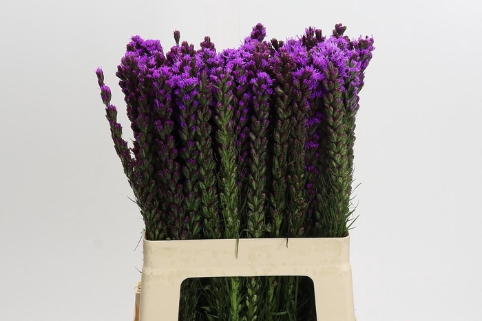 <h4>Liatris Callilepis</h4>