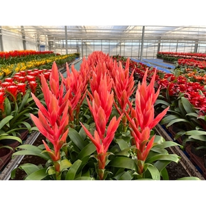 Tillandsia Ziva (Decorum)