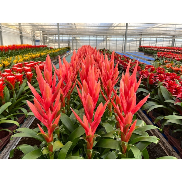 <h4>Tillandsia Ziva (Decorum)</h4>