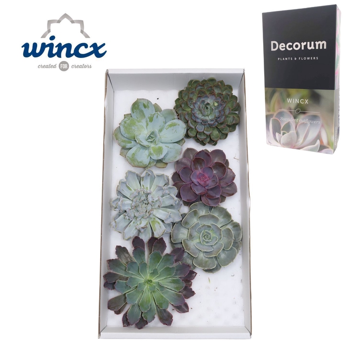 Echeveria Mix (wincx) Cutfl (6spc.)