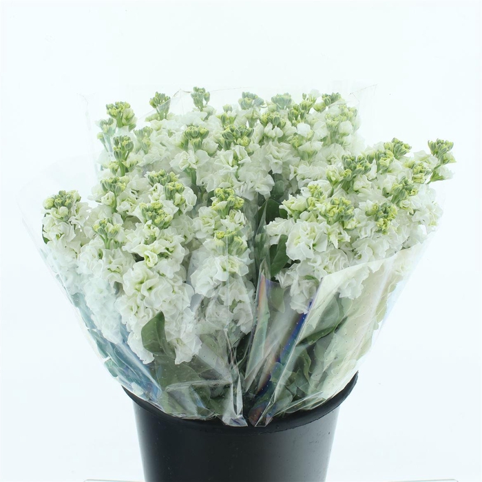 <h4>Matth Incana Iron White Super</h4>