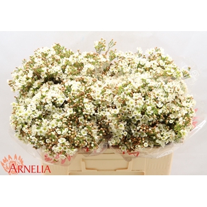 Chamelaucium Dawn Pearl