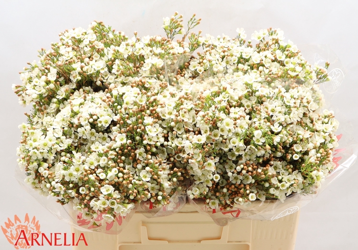 <h4>Chamelaucium Dawn Pearl</h4>