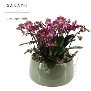 Xanadu Mumbai