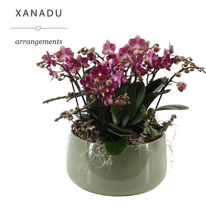 <h4>Xanadu Mumbai</h4>