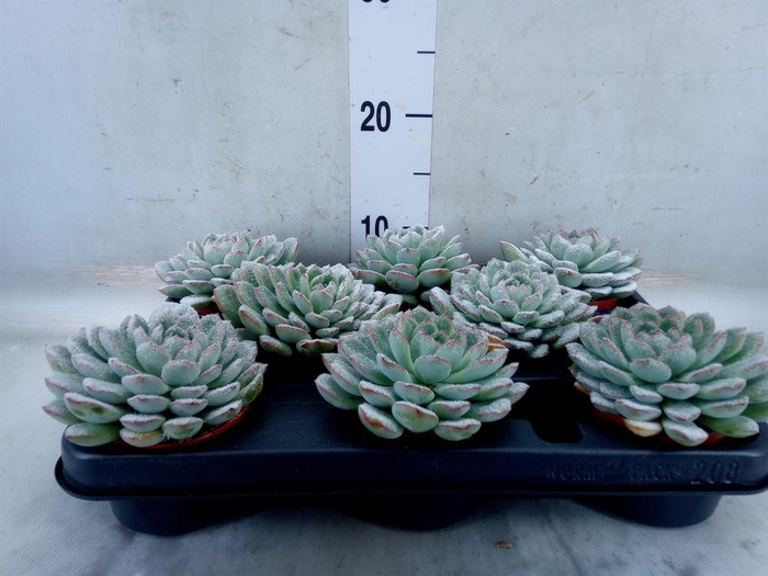 <h4>Echeveria  'Aurora'</h4>