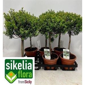 Myrtus Communis P16 50cm