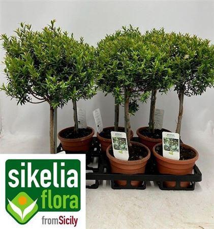 <h4>Myrtus Communis P16 50cm</h4>