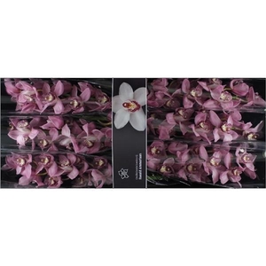 Cymb Tak Pink Ployd x 8