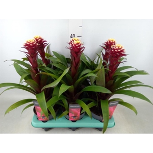 Guzmania  'Francesca'