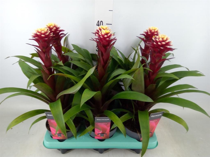 <h4>Guzmania  'Francesca'</h4>