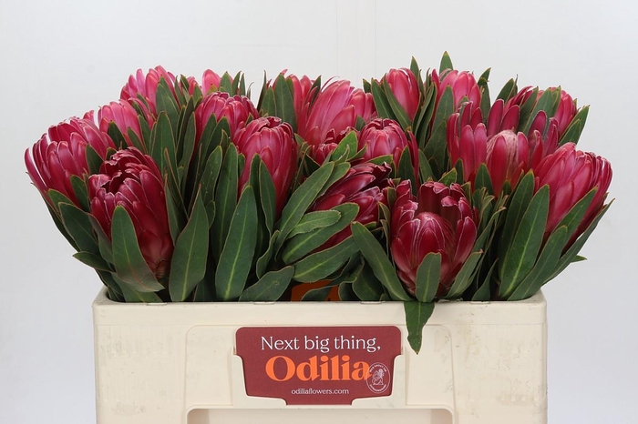 Protea Brenda