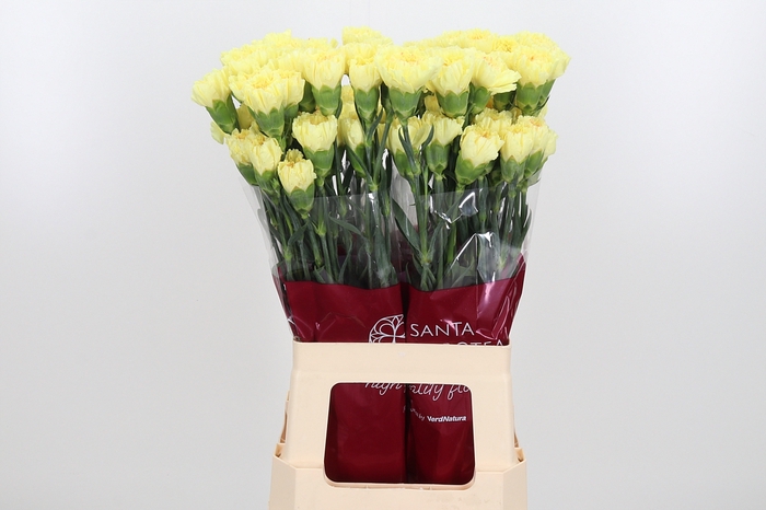<h4>Di St Hermes Yellow</h4>