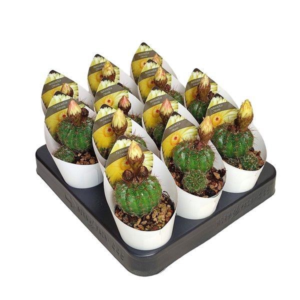 <h4>PARODIA OTTONIS</h4>