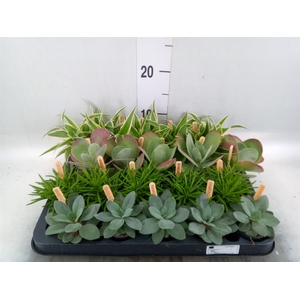 Planten  ..mix