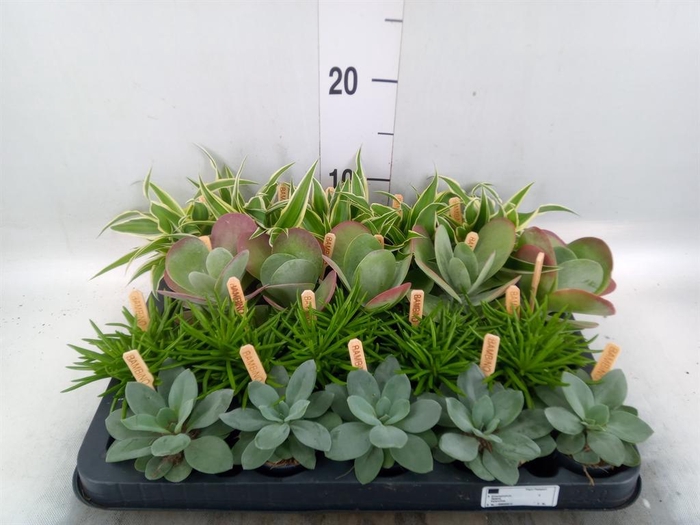 <h4>Planten ..mix</h4>