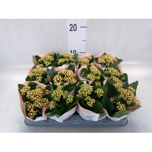 Kalanchoe  'RoseFlow Agnes'