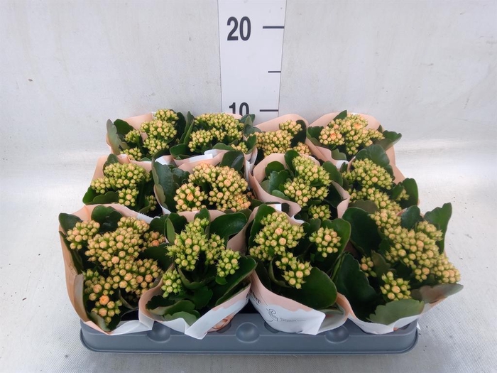 <h4>Kalanchoe  'RoseFlow Agnes'</h4>