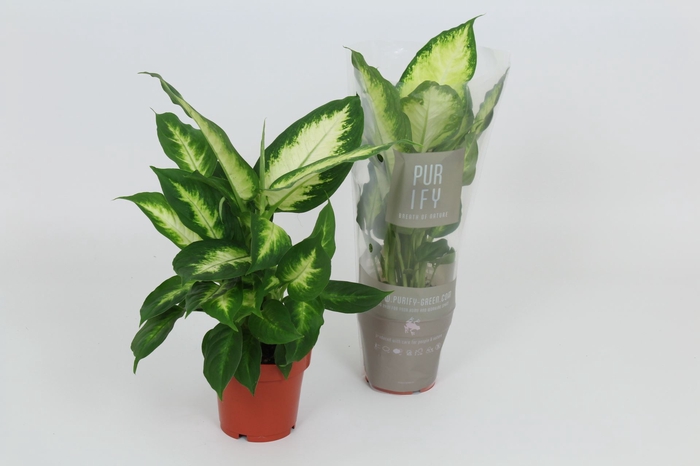 <h4>Dieffenbachia Camilla</h4>