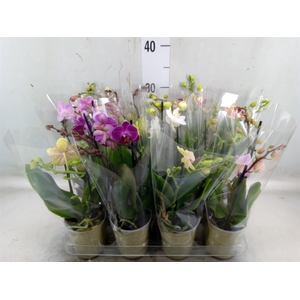 Phalaenopsis   ...mix