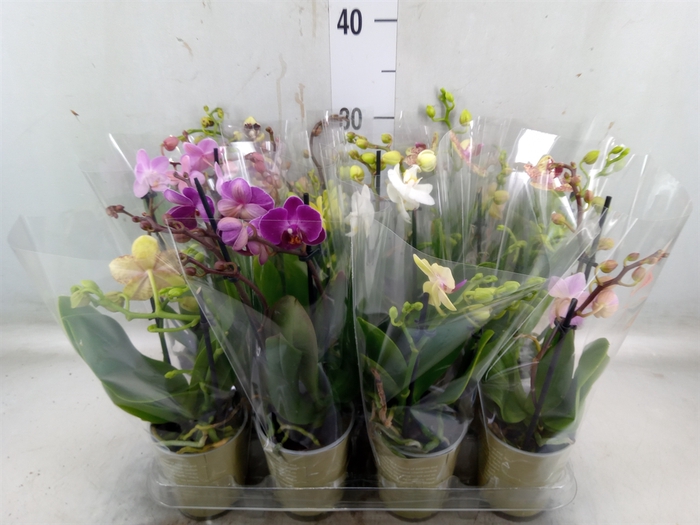 <h4>Phalaenopsis   ...mix</h4>