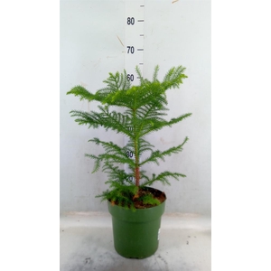 Araucaria heterophylla