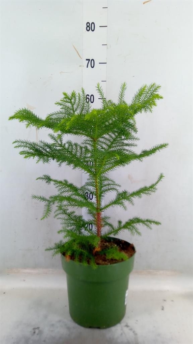 <h4>Araucaria heterophylla</h4>