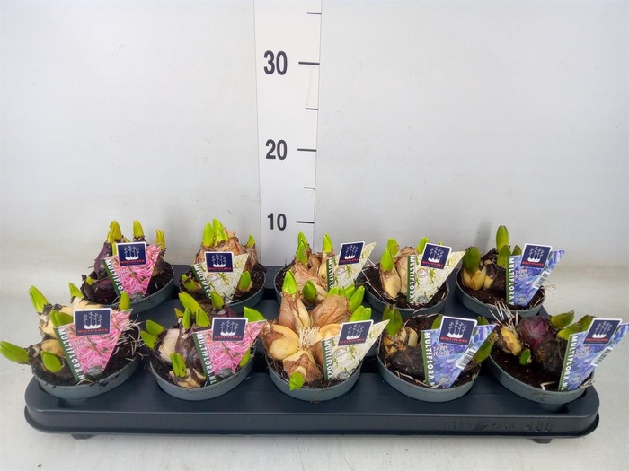 <h4>Hyacinthus orie. 'Multifl' ..mix 3</h4>