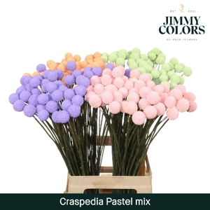 Craspedia L60 Klbh. Pastel Mix