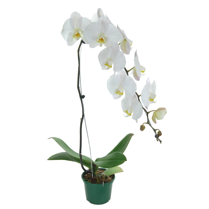 <h4>PHALAENOPSIS CASCATA P15 BRANCO MIN 8 FLS</h4>