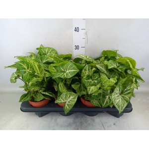 Syngonium  'Arrow'