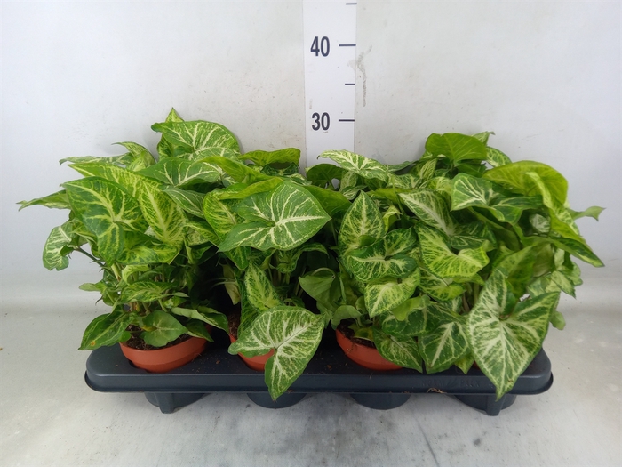 <h4>Syngonium  'Arrow'</h4>