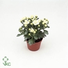 AJANTHEMUM XXS WHITE