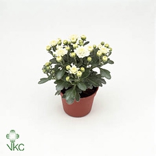 AJANTHEMUM XXS WHITE