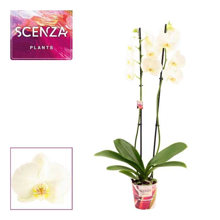 <h4>PHAL OV WIT</h4>