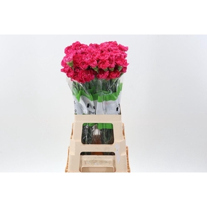 DI ST OVIEDO DI ST OVIEDO