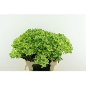 Hydr M Summegreen 60-20