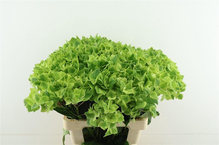 <h4>Hydr M Summegreen 60-20</h4>