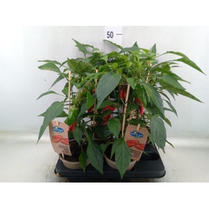 Capsicum annuum   ...paprika