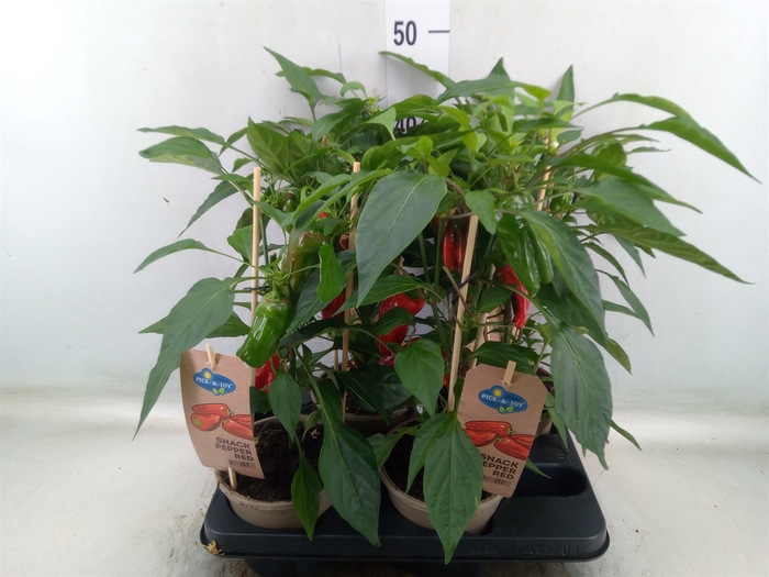 <h4>Capsicum annuum   ...paprika</h4>