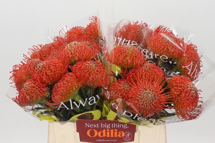 <h4>LEUCOSPERMUM CORD. 'SUCCESSION'</h4>