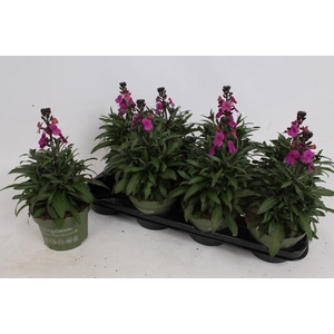 ERYS LEY PURPLE GLOW