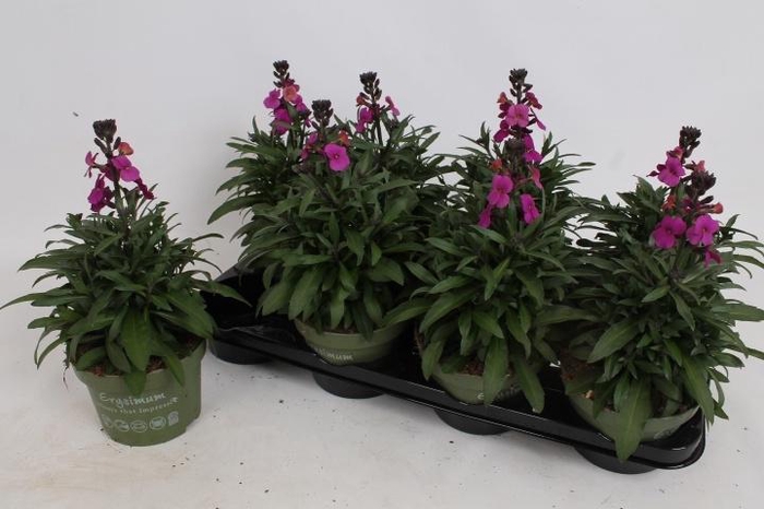 <h4>ERYS LEY PURPLE GLOW</h4>