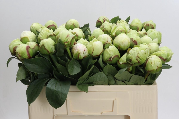 <h4>Paeonia Ivory Victory</h4>