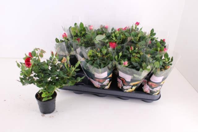 <h4>Rosa  'Party Mini'   ...mix</h4>