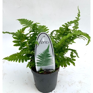 Dryopteris filix-mas