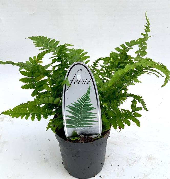 <h4>Dryopteris filix-mas</h4>